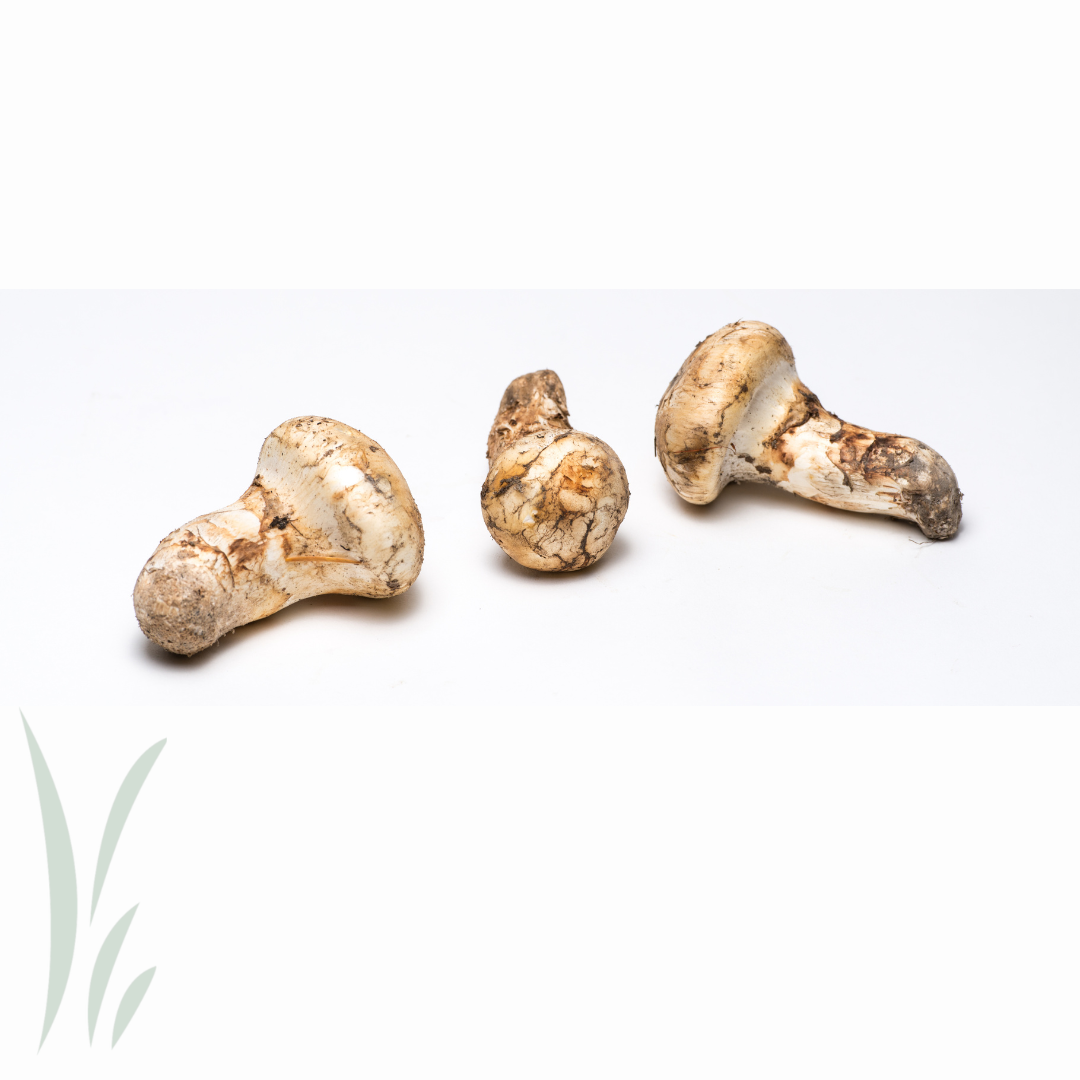 Wild Matsutake (Pine) Mushrooms / lb