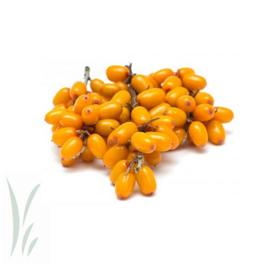 Organic Sea Buckthorn Berries, Frozen / lb