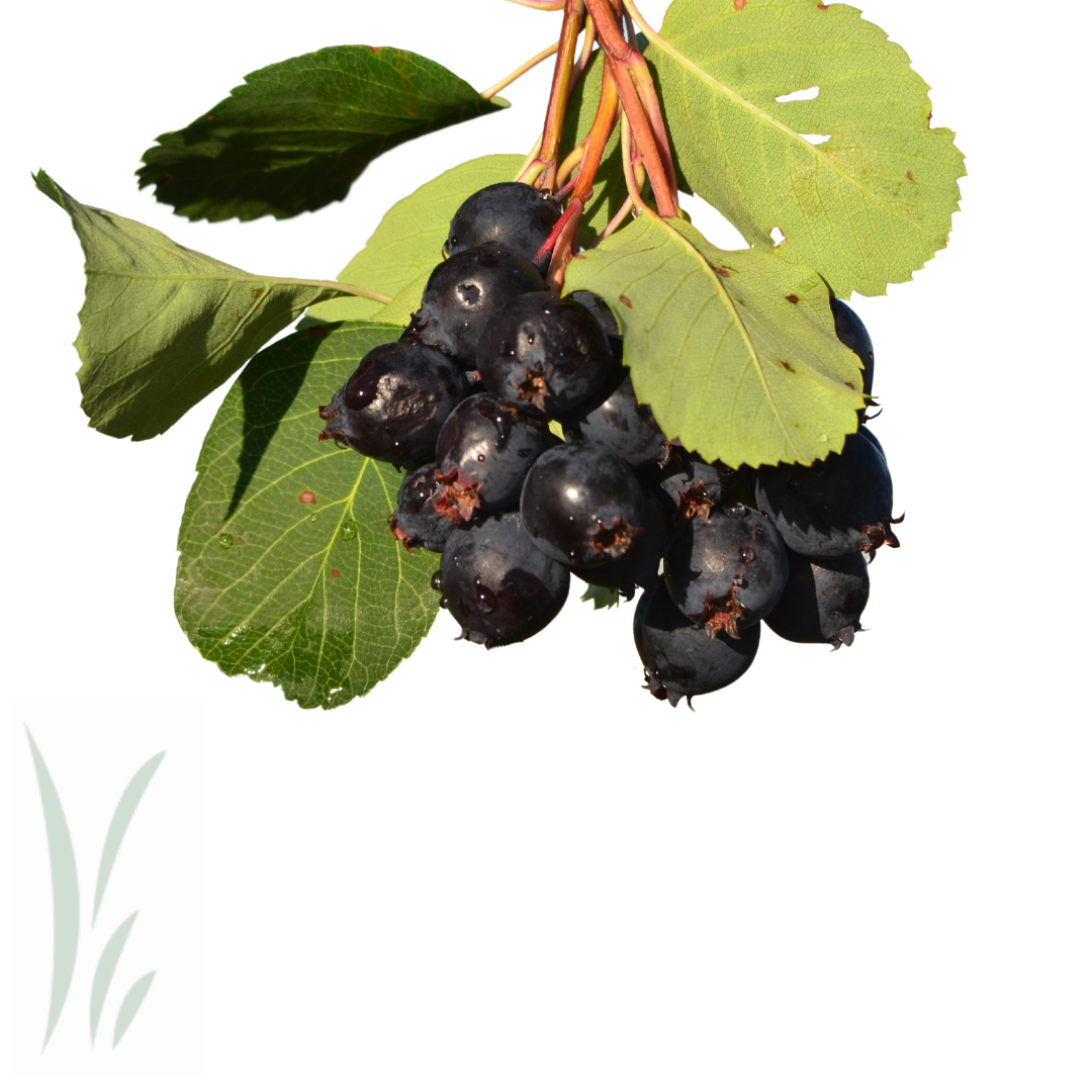 Wild Saskatoon Berries, Frozen / lb