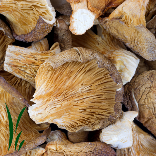 Oyster Mushrooms, Dried / lb
