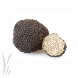 Black Summer Truffle / 2oz