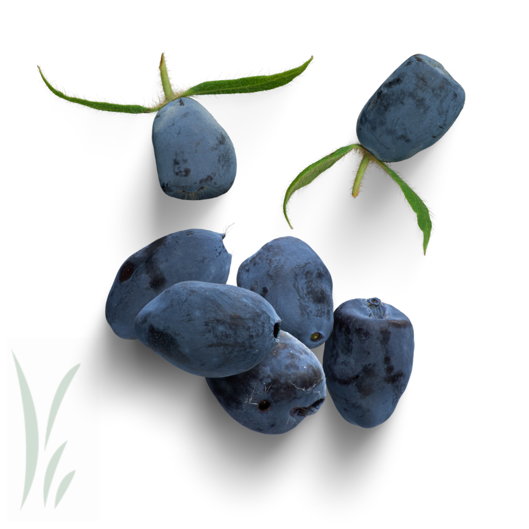 Haskap Berries, Frozen / lb