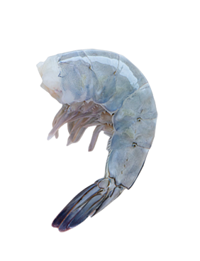 Mikuni Wild Harvest Blue Shrimp U 15 Frozen 2lb Mikuni Wild Harvest Blue Shrimp U 15 Frozen 2lb