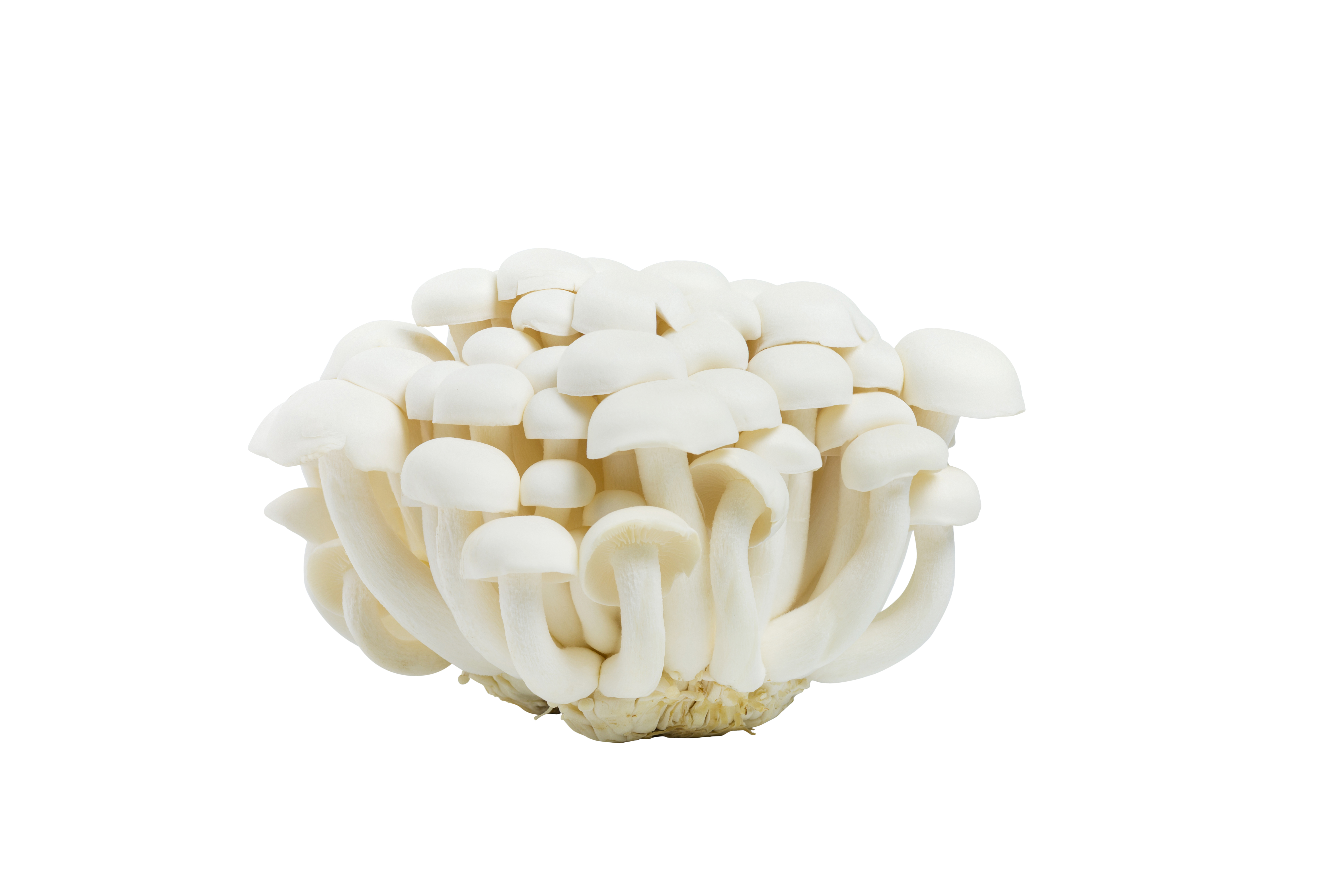 Hon shimeji and shitake food fresh white background gourmet hi-res